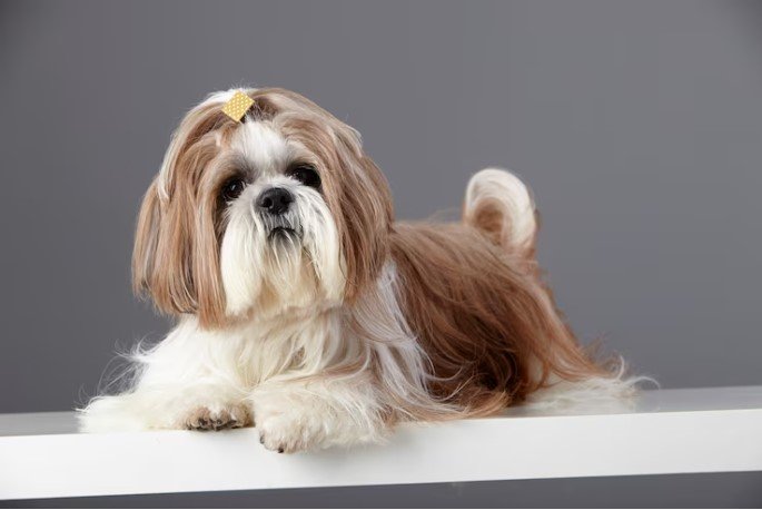 shih tzu puppies for sale near me