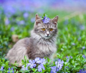 Smoke Siberian cat