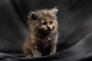 Tortie smoke Siberian cat