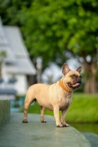 frenchie- pitbull mix