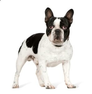 frenchie bulldog pitbull mix