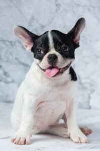 frenchie pitbull 