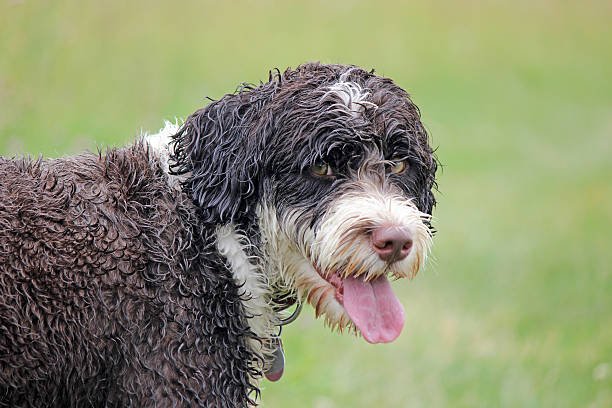 Portuguese Dog 