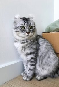 American curl cat