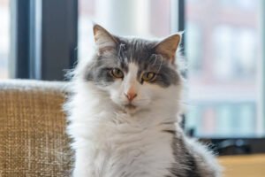 bi color Siberian cats
