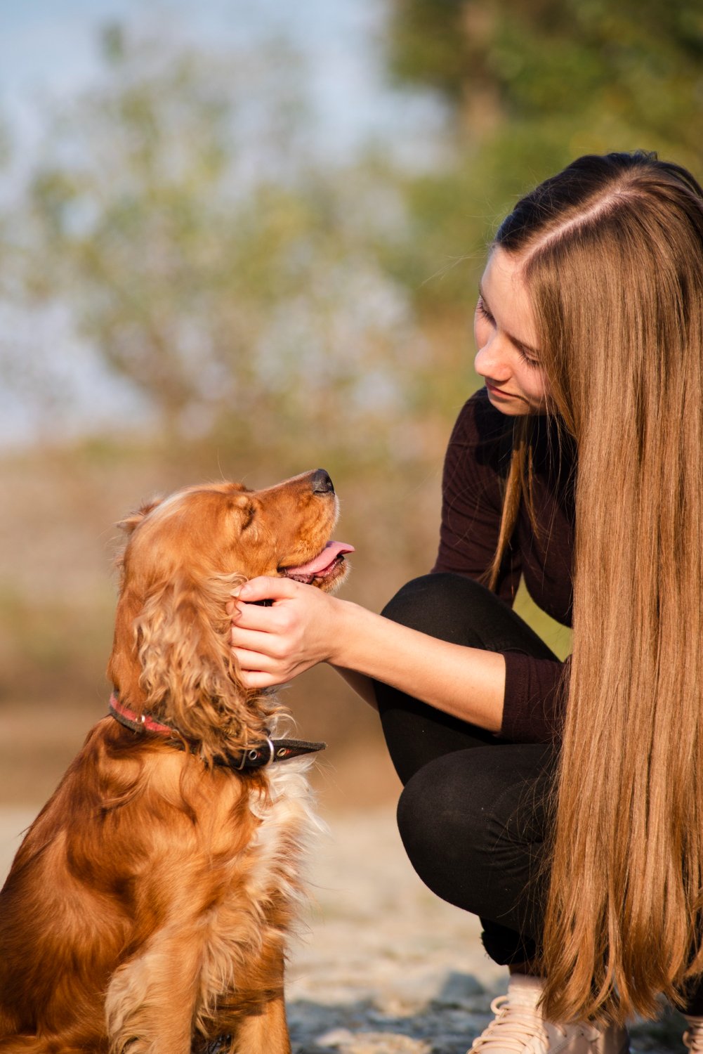 therapy dog