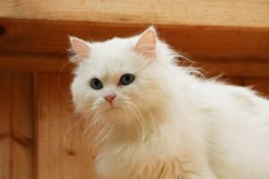 Pure White Siberian Cat