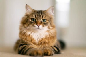 Tabby Patterns Siberian cats 