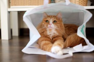 Brown & White Siberian cat