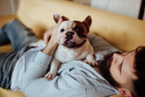 three colors french bulldog