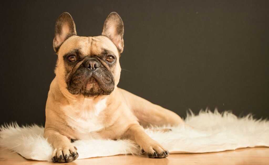 tri color french bulldog