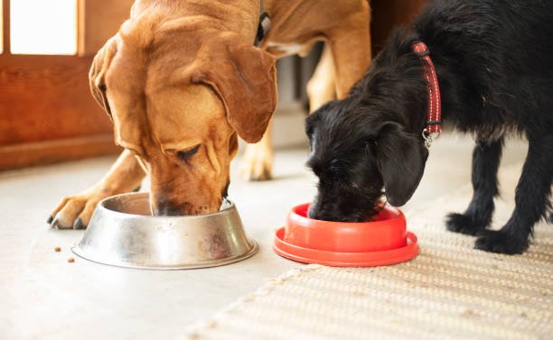 Grain-Free Dog Food
