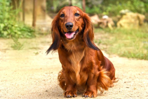 golden weiner dog mix