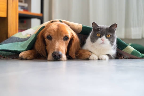 Hypoallergenic Cat breeds That are Good with Dogs