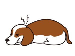 Common Cause for Upset Stomach in dogs