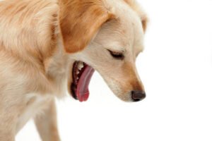 How to Make a Dog Throw Up