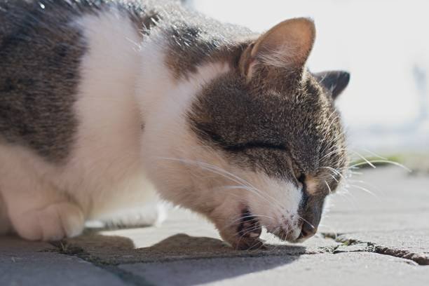 What to do When a Cat Throws up