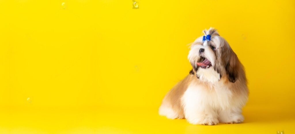 Socialize a Shy Dog