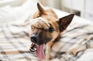 signs of shyness in dogs