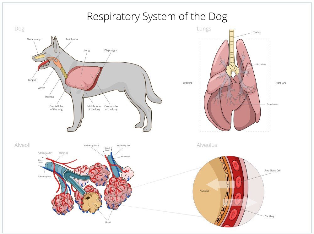 Respiratory system of the dog