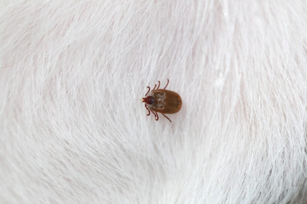 herbal tick repellents