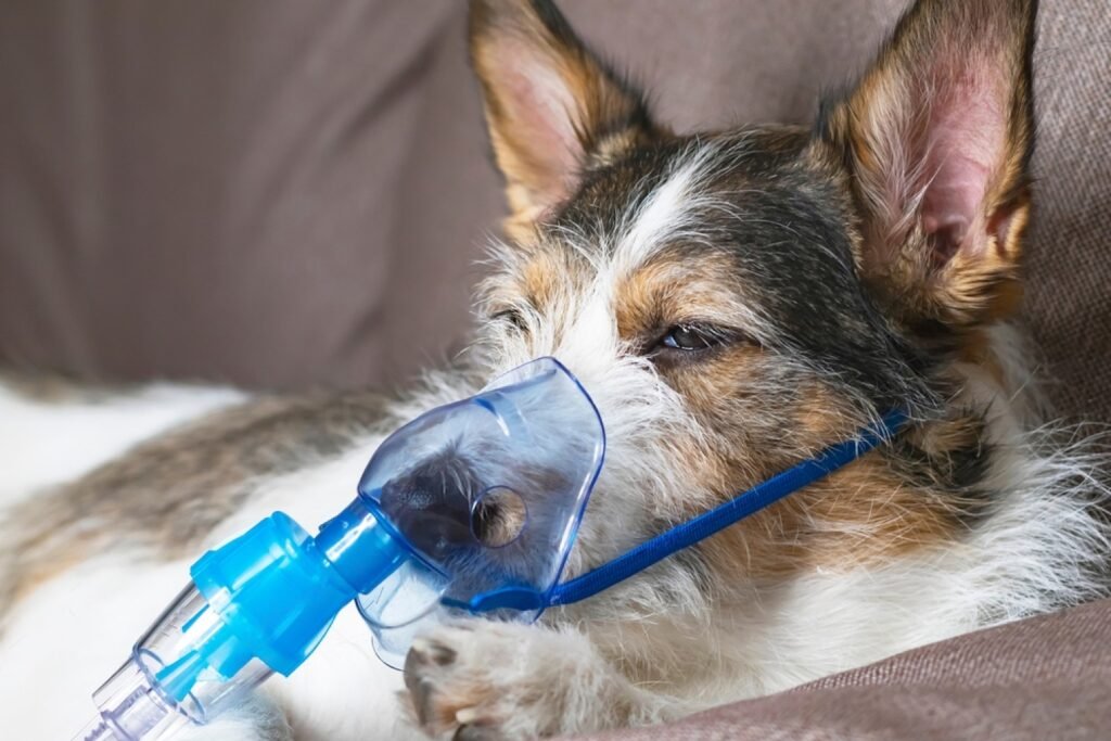 Respiratory Infections in Puppies