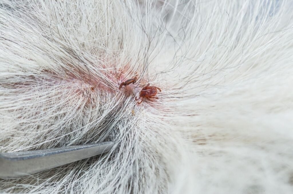 natural tick prevention