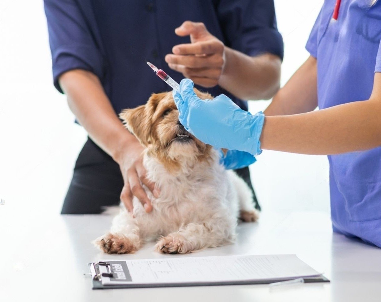 rabies prevention for dogs
