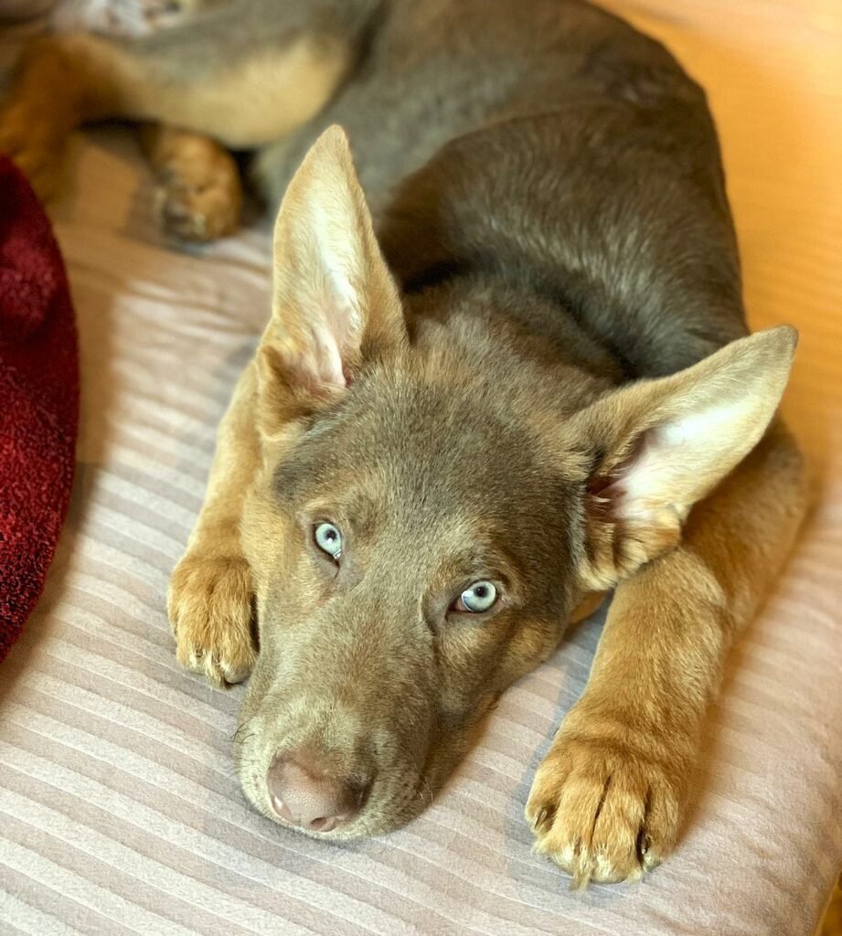Isabella German Shepherd