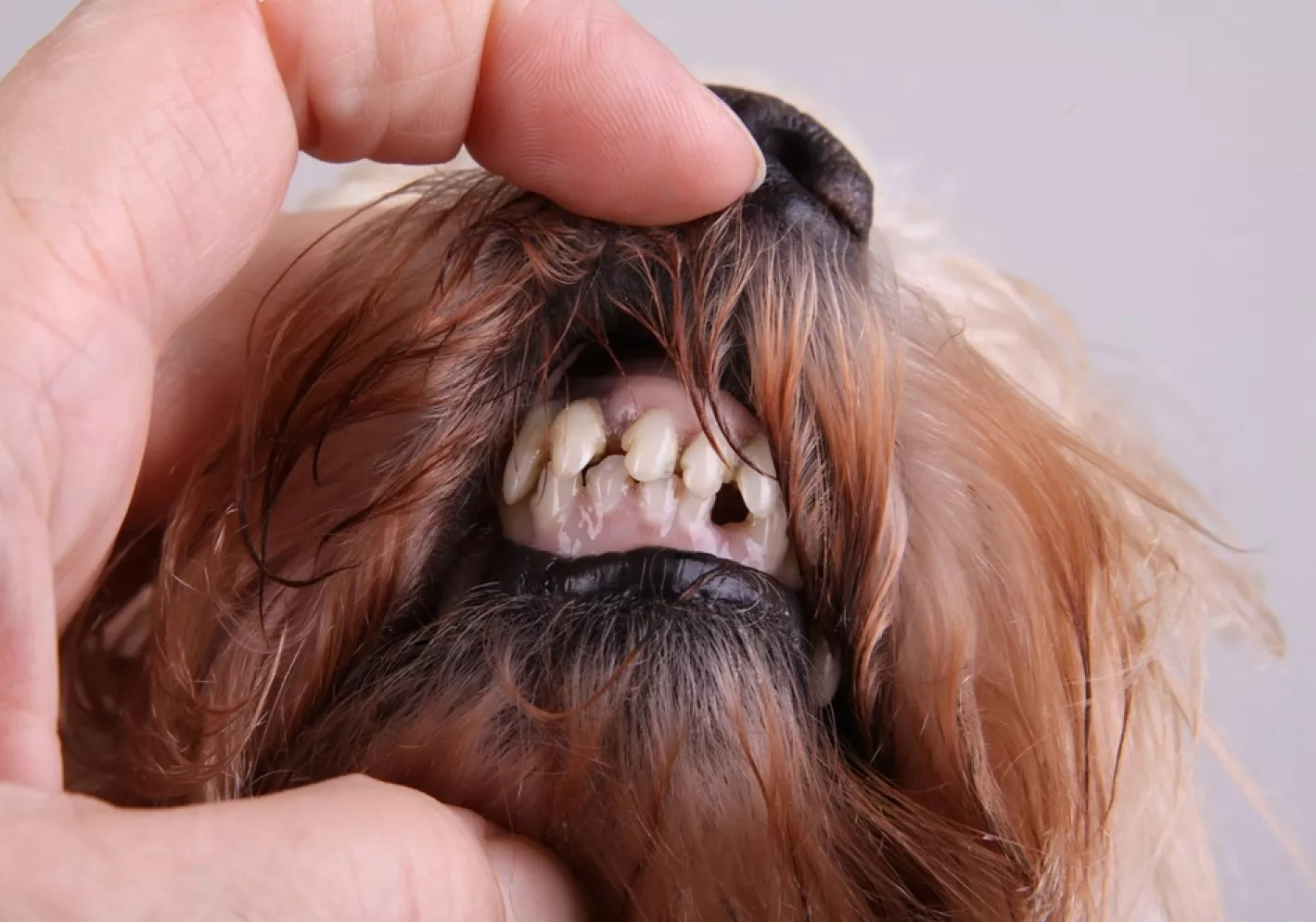 4 Stages of Tooth Decay in Dogs: Protect Your Dog's Health 3 Early Stage of tooth decay in dogs