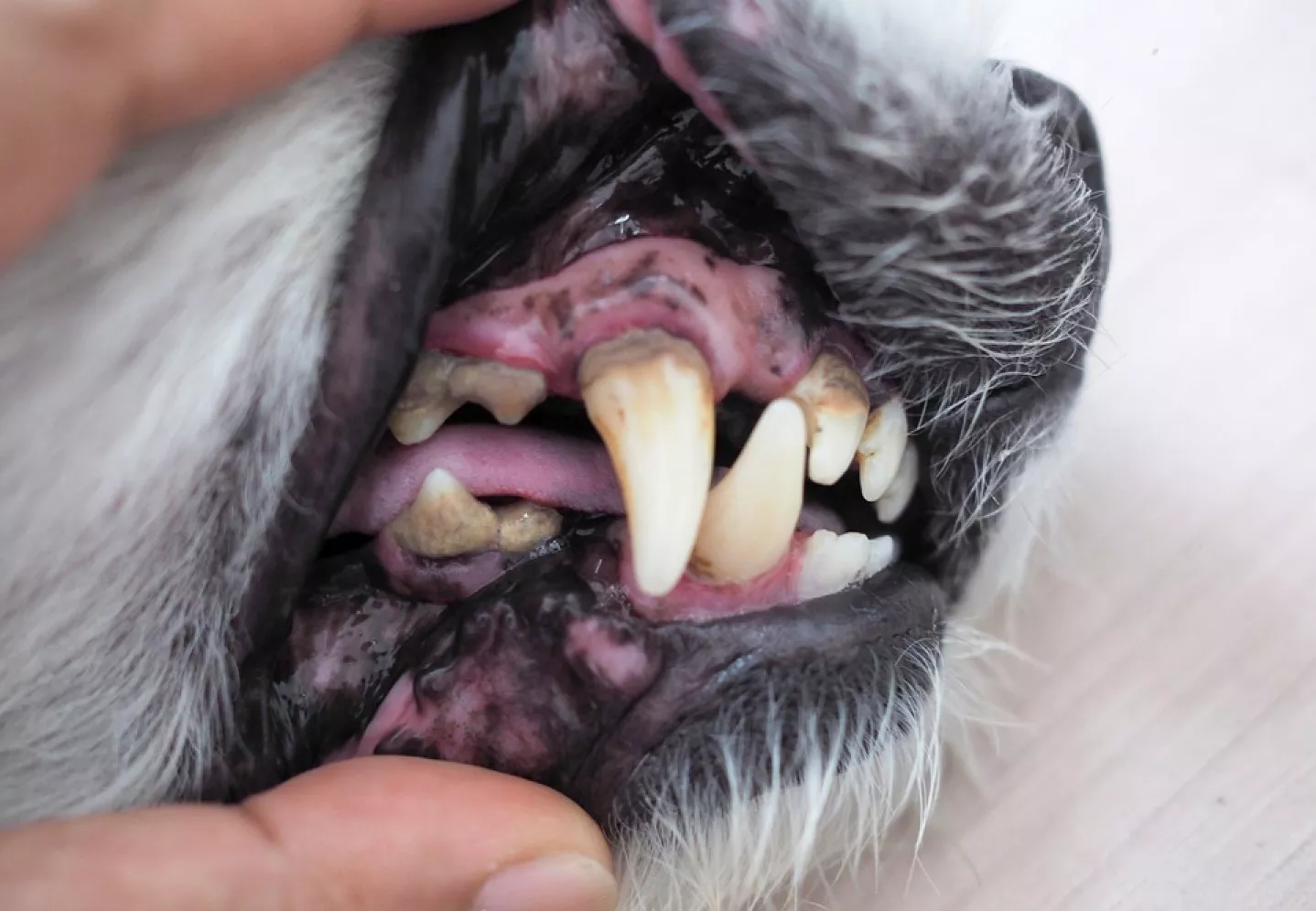4 Stages of Tooth Decay in Dogs: Protect Your Dog's Health 4 2nd stage of tooth decay in dogs