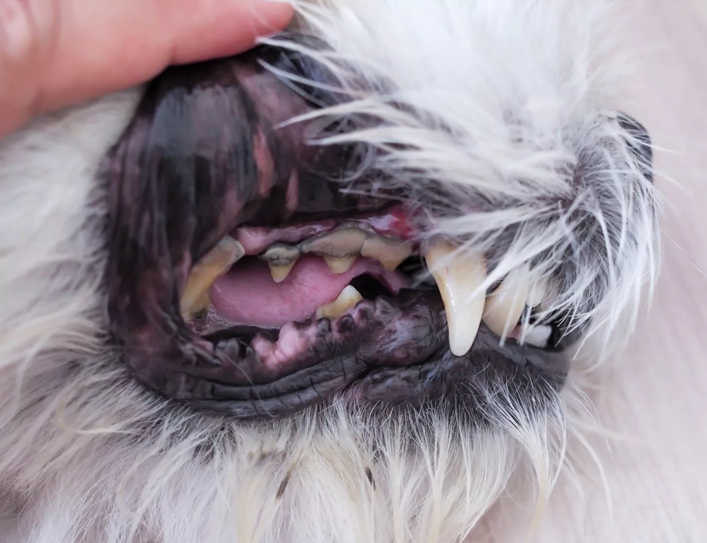 4 Stages of Tooth Decay in Dogs: Protect Your Dog's Health 5 3rd stage of tooth decay in dogs