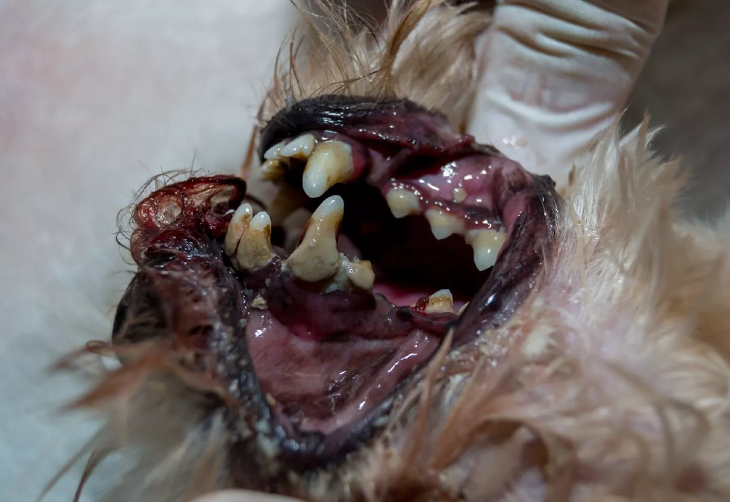 4 Stages of Tooth Decay in Dogs: Protect Your Dog's Health 6 4th stage of tooth decay in dogs