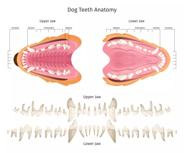 4 Stages of Tooth Decay in Dogs: Protect Your Dog's Health 7 dog dental anatomy