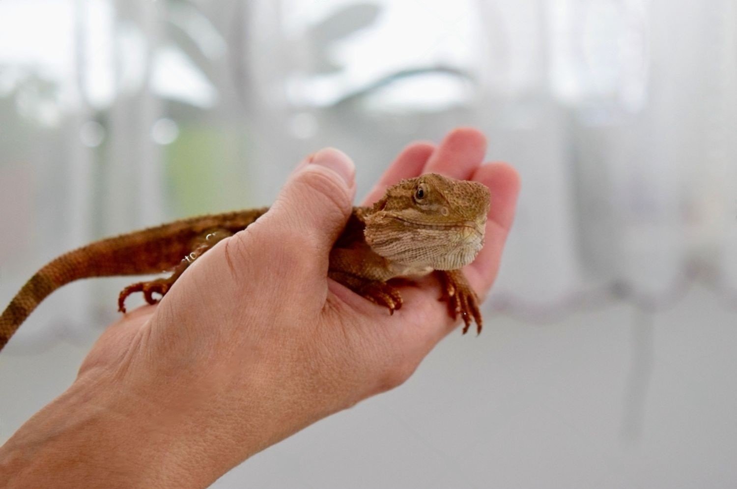 Central Bearded Dragon (Pogona vitticeps)