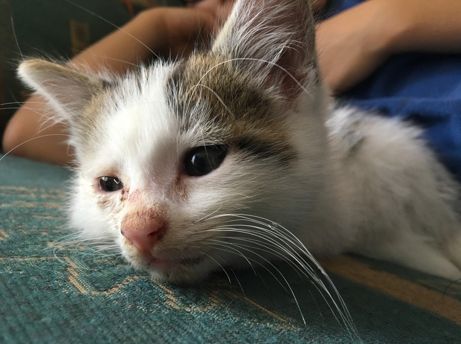 Symptoms of Cat Flu