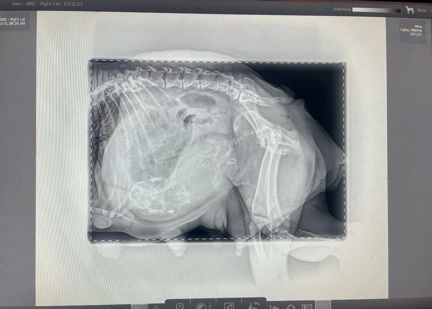 dog pregnancy X-ray