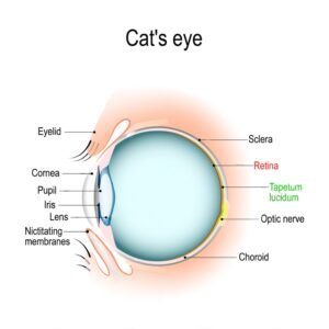 Why Is My Cat’s Third Eyelid Showing? 2 Anatomical diagram of a cat's eye showing the nictitating membrane (third eyelid), retina, lens, cornea, and optic nerve.