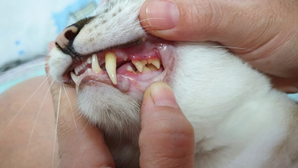 Pictures of gingivitis in cats