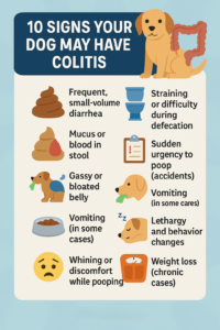 Infographic showing 10 symptoms of dog colitis including diarrhea, mucus in stool, urgency, bloating, and more.