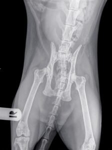 Hip Dysplasia in Cats: Signs, Diagnosis, and Caring for Your Cat 2 hip dysplasia in cats