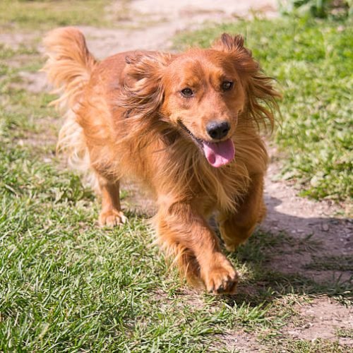 mini golden weiner dog