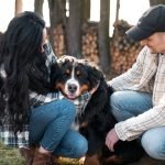 Bernese Mountain Dog Adoption