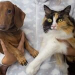 Adopt a Dog and Cat