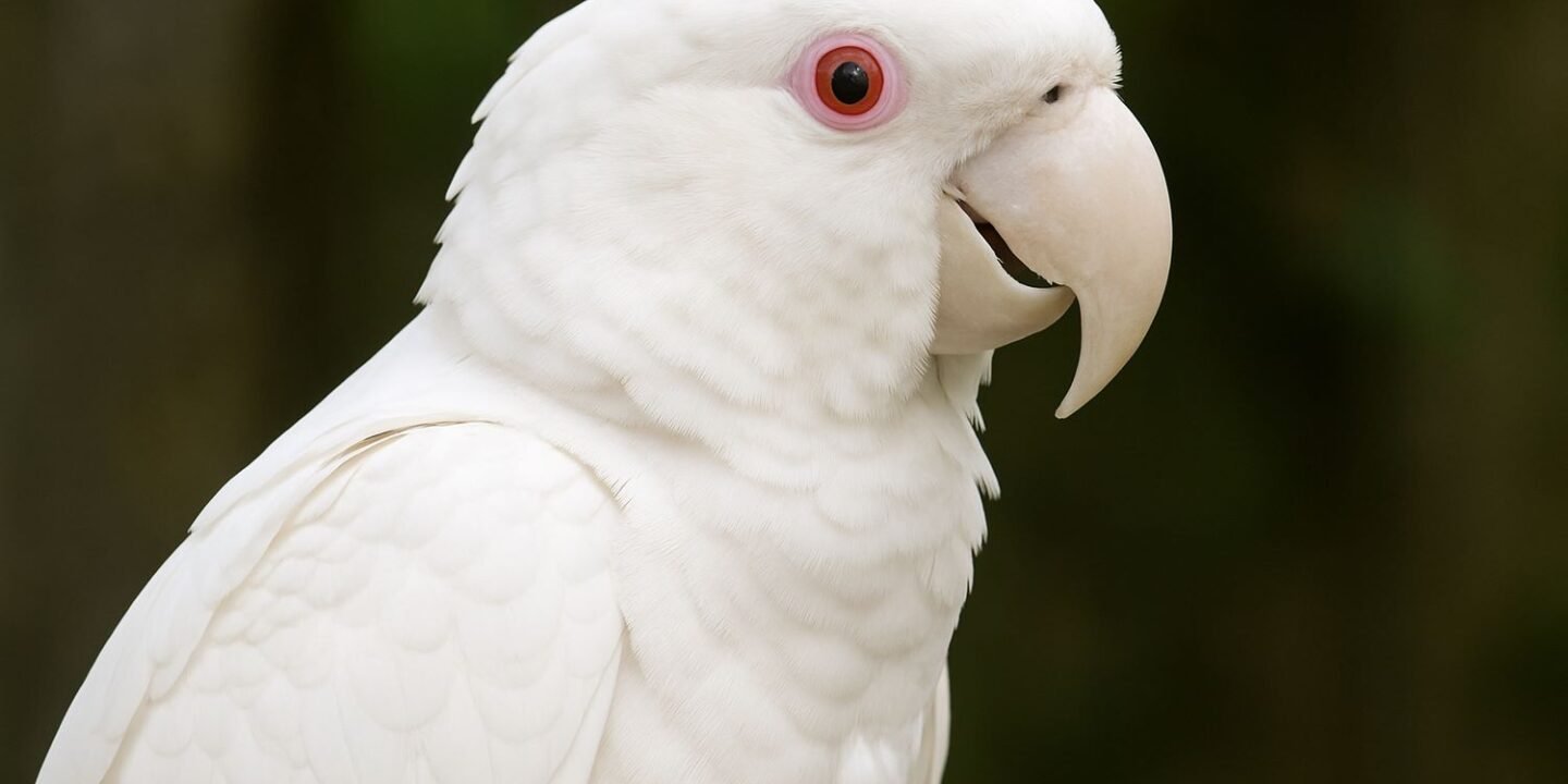 Albino Hyacinth Macaw
