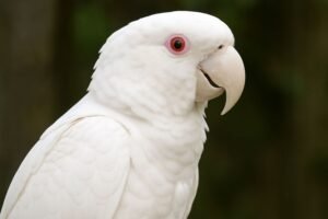 Albino Hyacinth Macaw