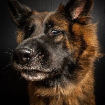 Black and red German shepherd puppies