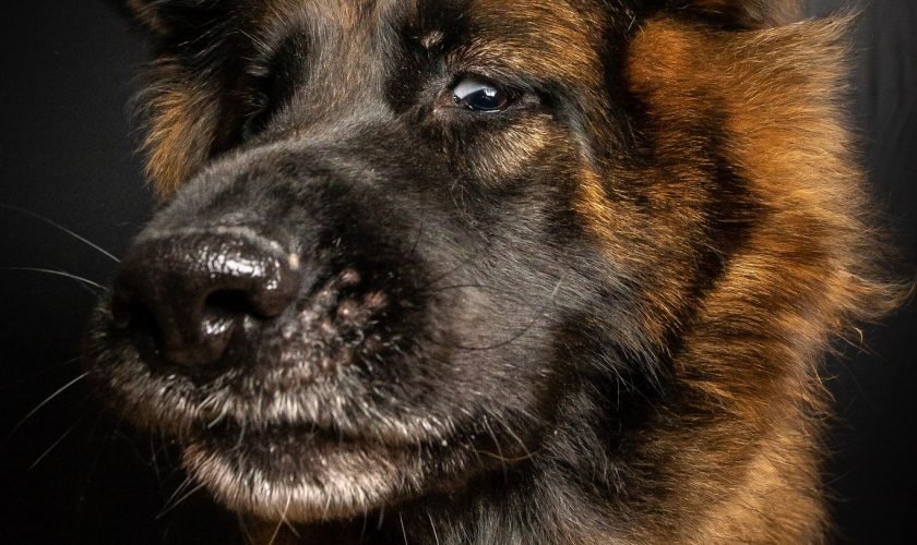 Black and red German shepherd puppies