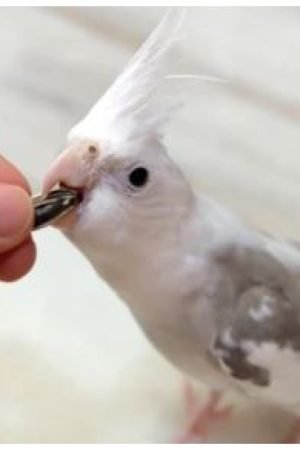 Whiteface Pied Cockatiel