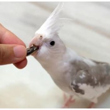 Whiteface Pied Cockatiel